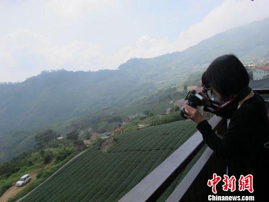 台湾写真：阿里山茶飘香海峡两岸