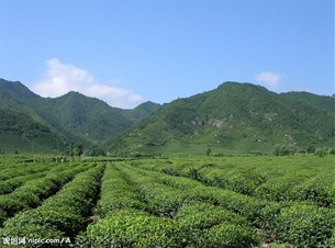 舒城提升茶品牌竞争力带动茶农致富