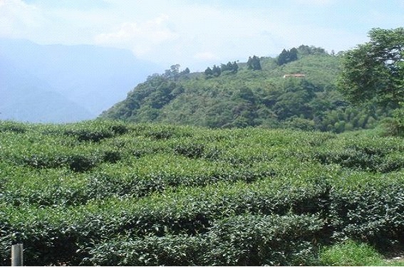 台 湾 之光~~阿里山茶