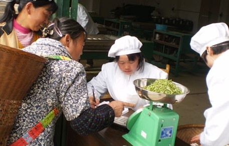 松桃万亩茶海助茶农增收