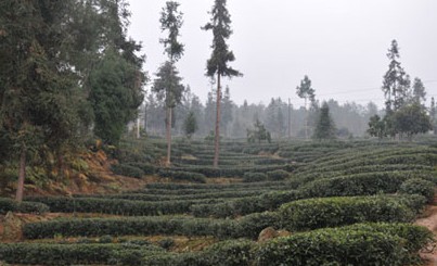 看马边荍坝乡茶农如何靠茶叶致富