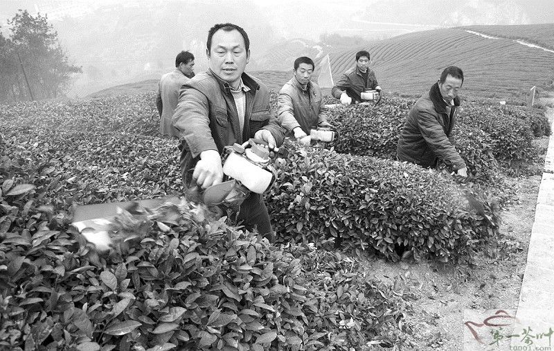 竹山茶农聘请茶叶修剪工为300亩老茶园统一修剪