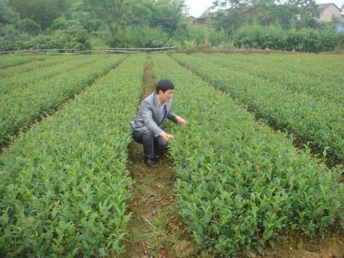 扎根山区 服务茶农-——记舒城县科技特派员 詹文勇