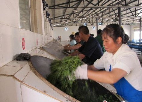 普洱春茶上市季节 茶农采茶加工忙