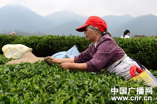 广西昭平茶农赶采“春分”茶_央广独家_中国广播网(组图)