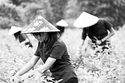 茉莉花茶：千年古韵今又飘香(组图)