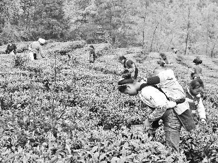 贞丰县珉谷镇茶园吐新绿 茶农采摘茶青忙(图)