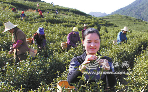 赶采白茶早上市[图]