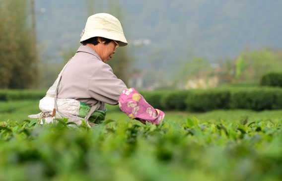 广西昭平茶农赶采“清明茶”