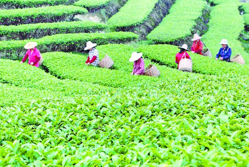 清明已过谷雨未到 尤溪茶农忙采清明茶