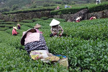 阿里山茶农冒雨采新茶