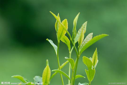 谷雨茶清香---高山绿茶佳品