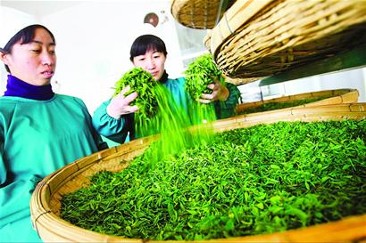 今春“第一茬”长清绿茶开采