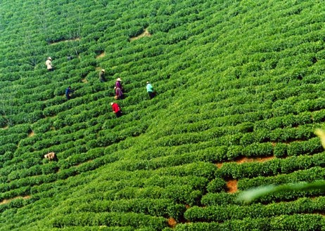 天价茶：信阳茶农的悲哀