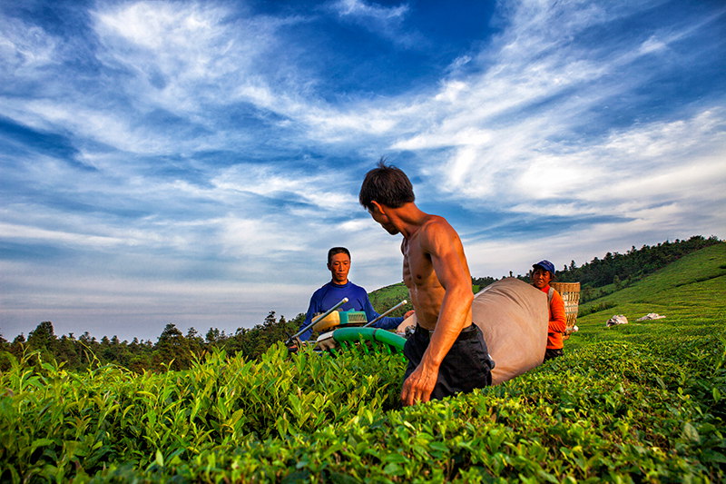 宁波茶农赶采夏茶（图）