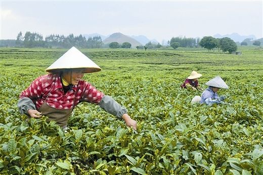 上林县茶农抓紧时机采摘春茶