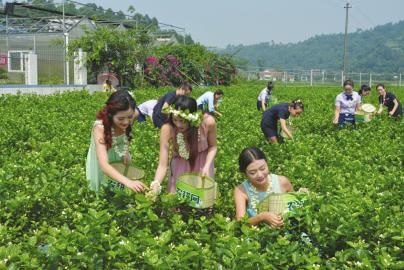 四川犍为茉莉花茶今起香飘泉城