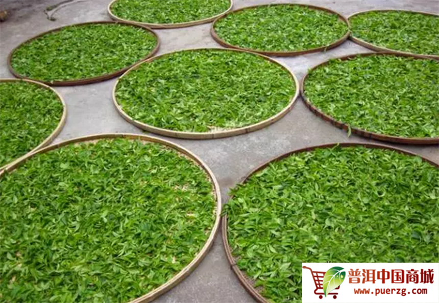 揭秘普洱茶的“青味”是如何退化的